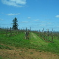 2007 05-Oregon Road to Kings Estate Winery
